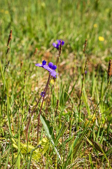 Butterwort (Pinguicula vulgaris) in bloom it's an insectivorous plant on a wet meadow