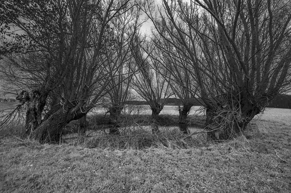 Dramatic, spooky, Soll overgrown with willows (Salix), Mecklenburg-Vorpommern, Germany, Europe