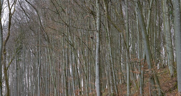 Bare beeches (Fagus) in March, Franconia, Bavaria, Germany, Europe