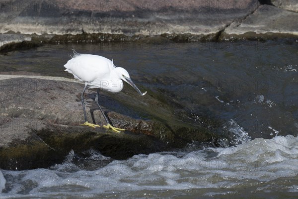 Cattle Egret Cattle Egret (Bubulcus ibis), Mziki Private Game Reserve, North West Province, South Africa, Africa