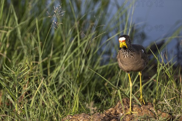 African wattled lapwing (Vanellus senegallus), Mziki Private Game Reserve, North West Province, South Africa, Africa