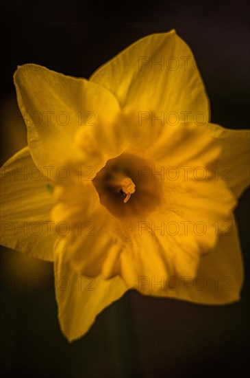 The yellow flower of a daffodil (Narcissus pseudonarcissus L.) grows and blooms in spring, Jena, Thuringia, Germany, Europe