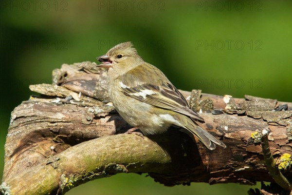 Chaffinch female with food in beak sitting on branch looking left