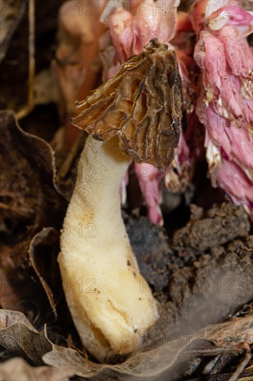 Cap morel Fruiting body with light brown weblike caps and whitish stalk in front of scaly root