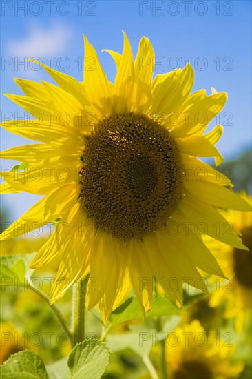Close-up of yellow Helianthus annuus, Sunflower against a blue sky in summer, Quebec, Canada, North America