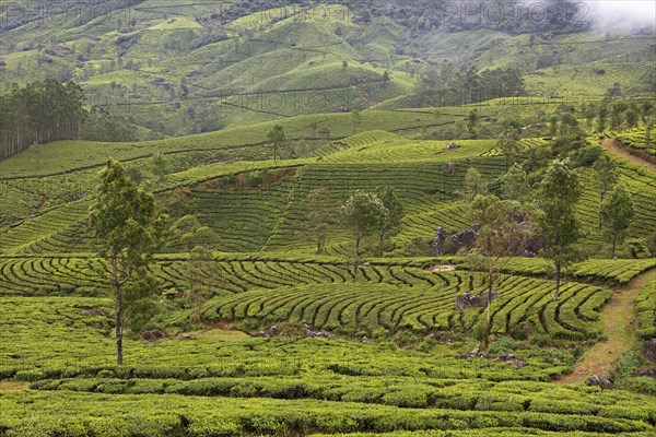 Green hilly landscape with tea plantations in the clouds, Munnar, Kerala, India, Asia