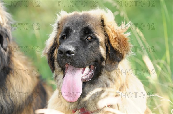 Leonberger dogs, An attentive young dog with its tongue out, Leonberger dog, Schwaebisch Gmuend, Baden-Wuerttemberg, Germany, Europe