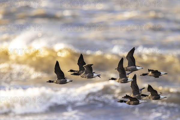 Brant goose (Branta bernicla), small flock in flight over troubled sea, Laanemaa, Estonia, Europe