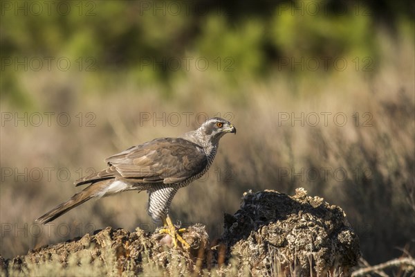 Northern goshawk (Accipiter gentilis), Extremadura, Castilla La Mancha, Spain, Europe