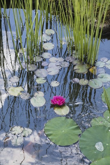 Floating pink Nymphaea, Waterlily flower with green lily pads and Schoenoplectus tabernaemontana, Club Rush plants in pond in summer, Quebec, Canada, North America