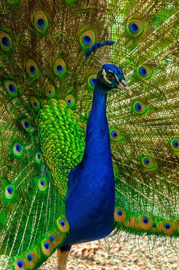 A blue and green peacock is standing in a field. The peacock is the center of attention and is surrounded by its beautiful feathers. Concept of serenity and natural beauty