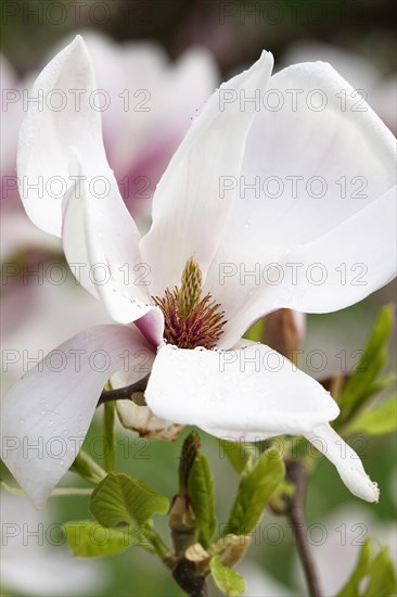 Magnificent blossom of the magnolia, April, Germany, Europe