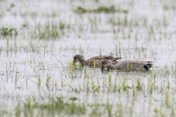 Gadwalls (Mareca strepera), Lower Saxony, Germany, Europe