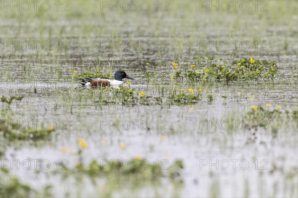 Northern Shoveler (Spatula clypeata), Lower Saxony, Germany, Europe