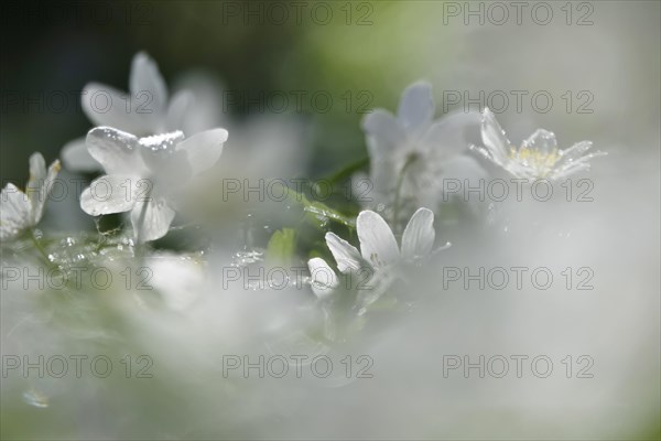 Enchanting wood anemones, spring, Germany, Europe