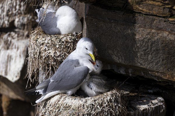 Black-legged kittiwake (Rissa tridactyla), adult bird with chick on nest, Varanger, Finnmark, Norway, Europe