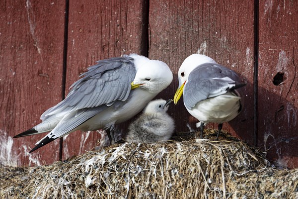 Black-legged kittiwake (Rissa tridactyla), breeding pair with chicks on nest on house facade, Vardo, Varanger, Finnmark, Norway, Europe