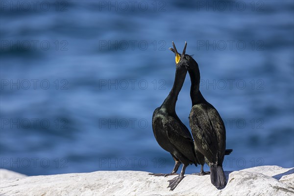 Common shag (Phalacrocorax aristotelis), breeding pair during courtship display, Hornoya Island, Vardo, Varanger, Finnmark, Norway, Europe