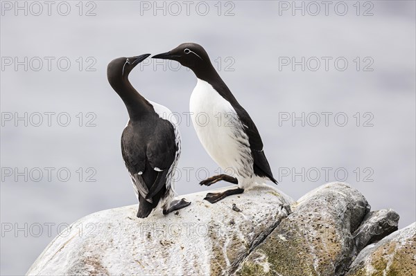 Common guillemot (Uria aalge), two adult birds on rock, Hornoya Island, Vardo, Varanger, Finnmark, Norway, Europe