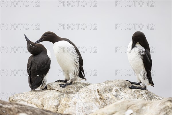 Common guillemot (Uria aalge), breeding pair grooming each other, Hornoya Island, Vardo, Varanger, Finnmark, Norway, Europe