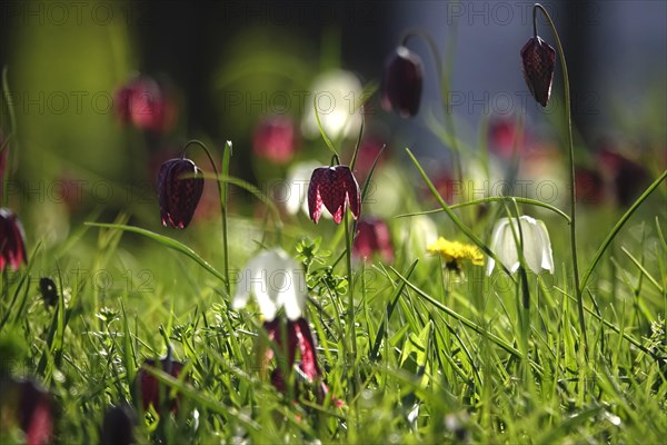 Enchanting chequerboard flowers, April, Germany, Europe