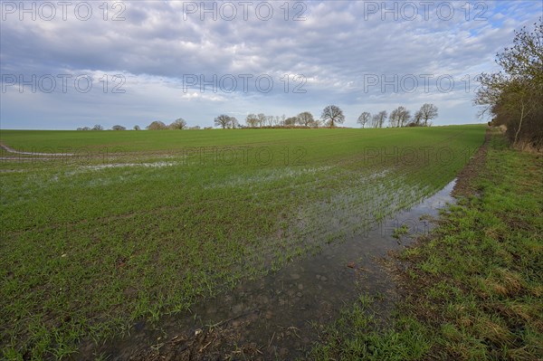 Flooded field with germinating winter wheat (Triticum aestivum), Mecklenburg-Western Pomerania, Germany, Europe