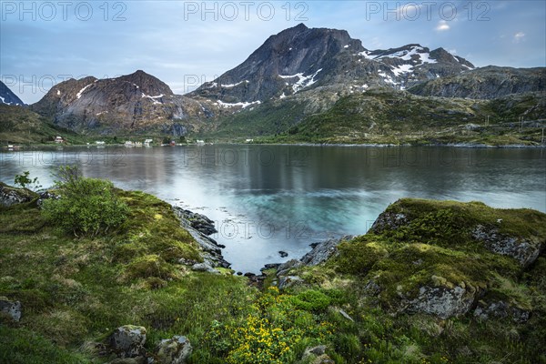Landscape on the Lofoten Islands. View of the sea, Kakersundet, and the mountain Narvtinden on Moskenesoya. In the foreground on the meadow yellow blooming marsh marigolds (Caltha palustris), at night at the time of the midnight sun in good weather, some clouds in the sky. Early summer. Location Flakstadoya, Lofoten, Norway, Europe