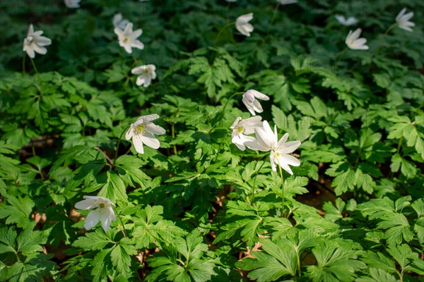 Flowering wood anemone (Anemone nemorosa) in sunlight, Neubeuern, Germany, Europe