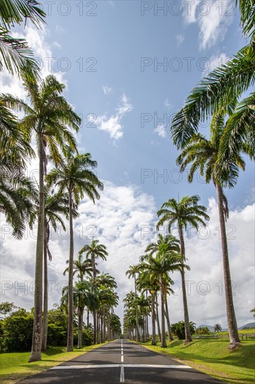 The famous palm avenue l'Allee Dumanoir. Landscape shot from the centre of the street into the avenue. Taken on a changeable day on Grand Terre, Guadeloupe, Caribbean, North America