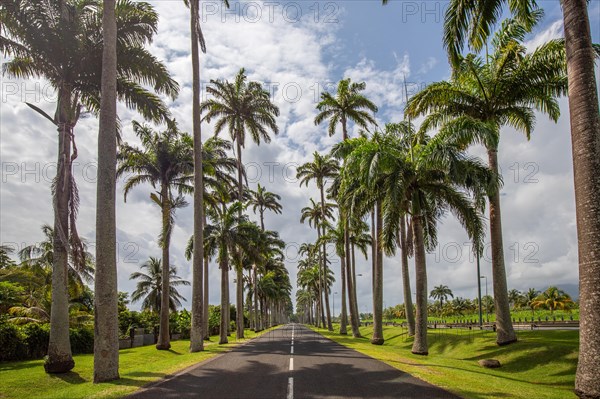 The famous palm avenue l'Allee Dumanoir. Landscape shot from the centre of the street into the avenue. Taken on a changeable day on Grand Terre, Guadeloupe, Caribbean, North America