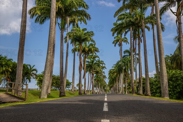 The famous palm avenue l'Allee Dumanoir. Landscape shot from the centre of the street into the avenue. Taken on a changeable day on Grand Terre, Guadeloupe, Caribbean, North America