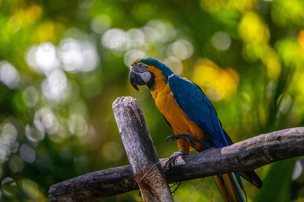 Portrait of a parrot. Beautiful shot of the animals in the forest on Guadeloupe, Caribbean, French Antilles