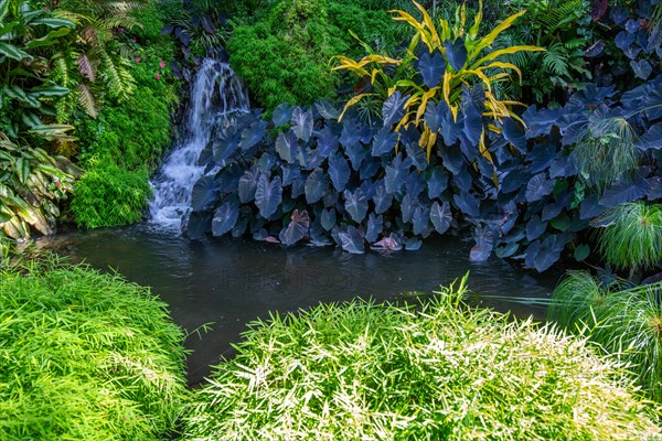 Jardin Botaniqu de Deshaies, botanical garden with flora and fauna in Guadeloupe, Caribbean, French Antilles