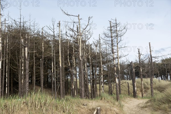 Dead trees, LLanddwyn Bay, Newborough, Isle of Anglesey, Wales, Great Britain