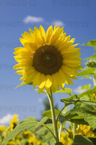 Close-up of yellow Helianthus annuus, Sunflower against a blue sky in summer, Quebec, Canada, North America