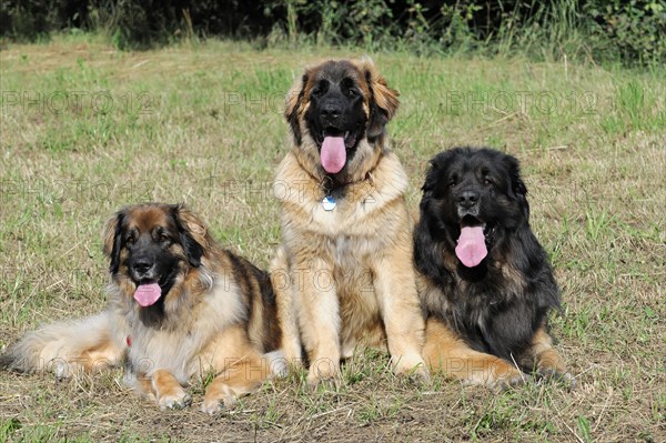 Leonberger dogs, Three Leonberger dogs sitting together on a green meadow in summer, Leonberger dog, Schwaebisch Gmuend, Baden-Wuerttemberg, Germany, Europe
