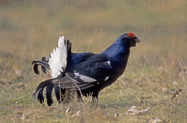 Black grouse (Lyrurus tetrix)