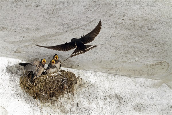 Barn Swallow (Hirundo rustica), young, nest