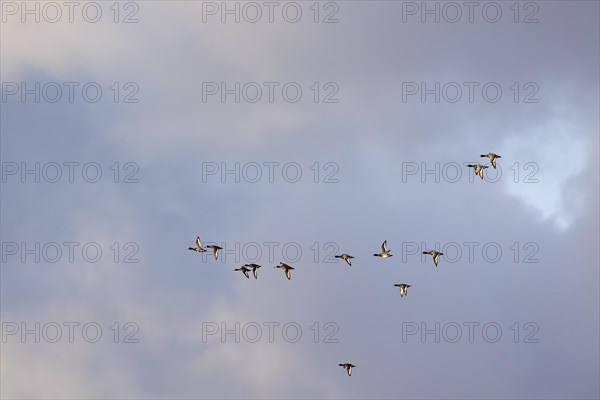 Greater scaup (Aythya marila), small flock in flight, Laanemaa, Estonia, Europe