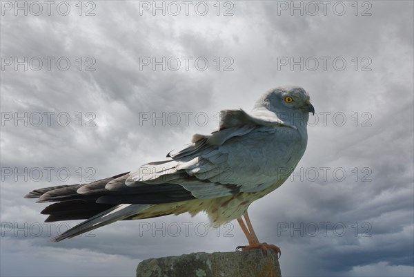 Montagu's harrier (Circus pygargus), male on the perch, Extremadura, Spain, Europe