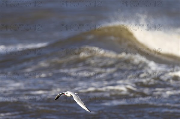Black-headed gull (Larus ridibundus) in flight over surf, Laanemaa, Estonia, Europe