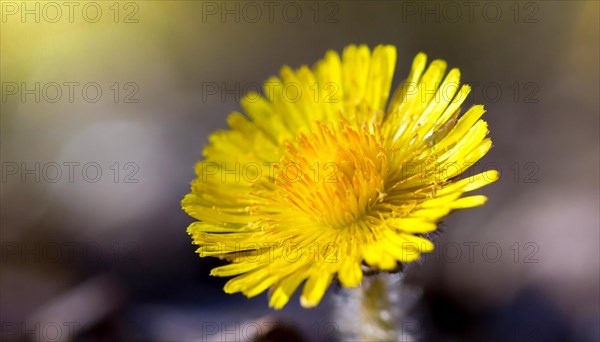 Macro photograph of a yellow coltsfoot flower with blurred background, medicinal plant coltsfoot, Tussilago farfara, KI generated, AI generated
