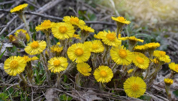Yellow flowers on a sunny meadow with grass and foliage, medicinal plant coltsfoot, Tussilago farfara, KI generated, AI generated
