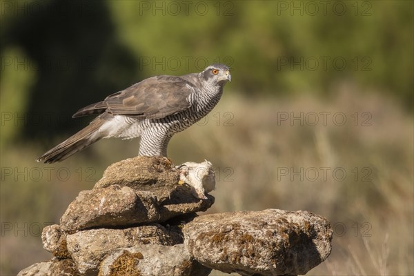 Northern goshawk (Accipiter gentilis), Extremadura, Castilla La Mancha, Spain, Europe