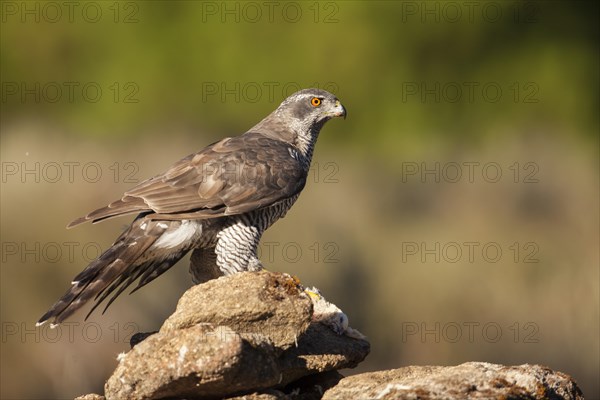 Northern goshawk (Accipiter gentilis) male, Extremadura, Castilla La Mancha, Spain, Europe