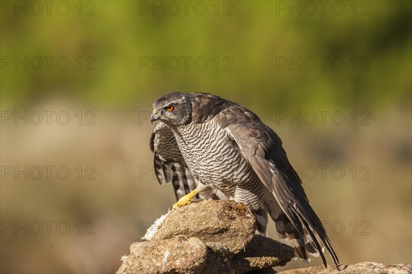 Northern goshawk (Accipiter gentilis) female, Extremadura, Castilla La Mancha, Spain, Europe