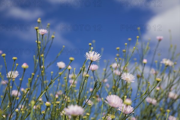 Close-up of mauve Erigeron, Fleabane flowers against a blue sky in late summer, Quebec, Canada, North America