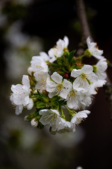 The white blossoms of a sweet cherry (Prunus avium) on a cherry tree, Jena, Thuringia, Germany, Europe