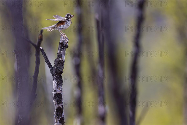 Redwing (Turdus iliacus) with earthworms in its beak, Varanger, Finnmark, Norway, Europe