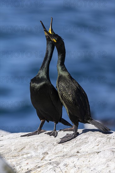 Common shag (Phalacrocorax aristotelis), breeding pair during courtship display, Hornoya Island, Vardo, Varanger, Finnmark, Norway, Europe